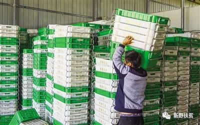 菜園子里種出幸?；?新野縣施庵鎮農產品蔬菜基地